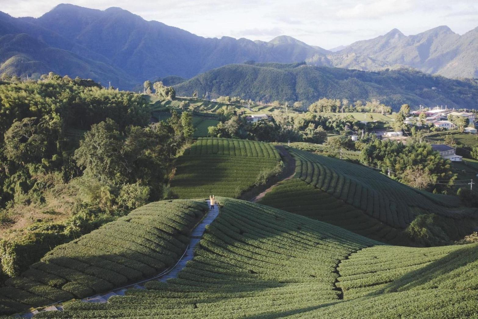 Gaodiyuan Tea B&B 高帝園茶業民宿 Meishan Luaran gambar